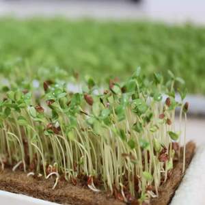 Tikar penumbuh hidroponik goni nampan kuman tumbuh Biodegradable tikar terasa untuk tumbuh hijau kecil rumput mikro - Product Image 3