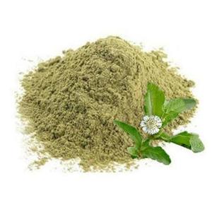 Polvo Puro de Hoja de Bhringaraj, Extracto Herbal Natural de Bhringaraj, Polvo Fino Molido Premium para Pedidos al por Mayor - Product Image 2