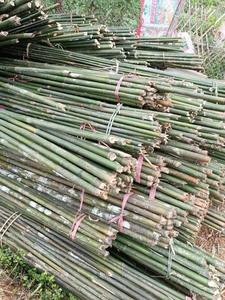 Cañas de Bambú Tonkin Naturales de Primera Calidad para Soporte de Jardín, Estacas de Vivero, Proveedor Mayorista de Vietnam - Product Image 6