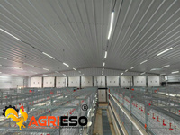 Cage à poules automatique Agrieso de type H pour l'alimentation et l'abreuvement, galvanisée à chaud, équipement d'alimentation pour poules pondeuses