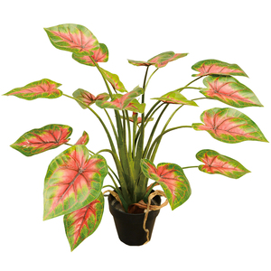 ต้นบอนไซเทียมมีขนาดแตกต่างกัน - Product Image 5