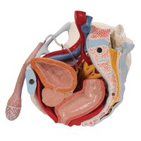 Modelo Anatómico del Suelo Pélvico Masculino con Órganos Internos, Simulación Humana Realista de PVC para Enseñanza Médica y Entrenamiento en Urología