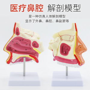 Modelo anatómico de la faringe, cavidad nasal, boca, faringe, cavidad laríngea, cavidad oral, longitudinal - Product Image 2