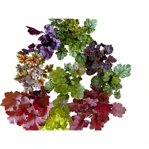Plante graminée Alum Root Flower Mirror Flower, résistante au froid et à la chaleur, feuilles colorées, <span class=keywords><strong>plantes</strong></span> pépétuineuses pour aménagement paysager - Product Image 1