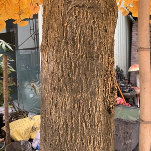 Árbol de <span class=keywords><strong>Ginkgo</strong></span> Artificial de La Fortuna dorada para interior y exterior, Hotel, centro comercial, decoración de escenario, venta de fábrica para uso en el jardín del hogar - Product Image 6