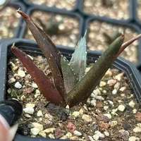 Vente flash : Agave Titanota, succulentes décoratives élégantes pour la maison, plantes d'intérieur pour purifier l'air et décorer.