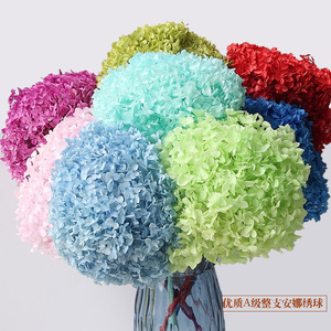 <span class=keywords><strong>Fiori</strong></span> di ortensia Anna all'ingrosso ortensia conservata su pianta di ortensia a stelo in <span class=keywords><strong>vendita</strong></span> - Product Image 2