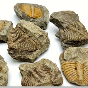 Fossile de Trilobite Artificiel de Haute Qualité en Gros, Parfait pour Collection Domestique, Cadeau ou Spécimen Éducatif - Product Image 4