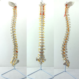 2022 China circuncisión campana China esqueleto Artificial modelo China gran esqueleto humano modelo anatomía - Product Image 6