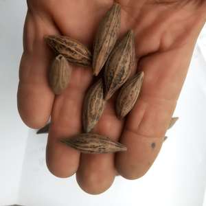 Album Cây Cỏ Khắc Khô Tự Nhiên Hạt Cây Hạt Ô Liu Hạt Ô Liu Tươi - Product Image 5