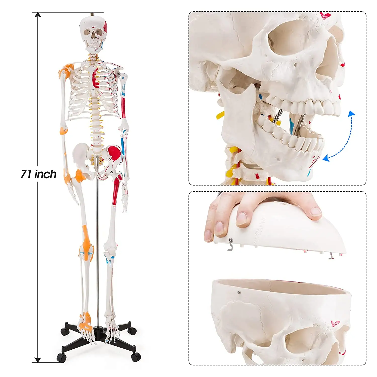 Simulazione umana tipo di modello in PVC modello di anatomia dello scheletro umano 180cm con muscoli colorati e legamen