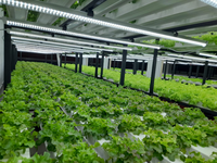 Système de culture hydroponique vertical avec éclairage de croissance pour laitues, herbes et légumes-feuilles, utilisant des canaux NFT