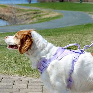 สายรัดสัตว์เลี้ยงสีขาวดำผ้านีโอพรีนควบคุมความสบายใช้งานง่ายและมีสไตล์ - Product Image 3