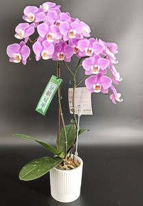 F203S Mini maceta de orquídeas con aspecto de porcelana decorativa para arreglos florales de boda de Navidad - Product Image 5