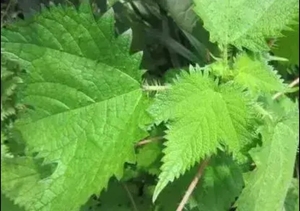 KAIYANGE Feuilles de marrue entières séchées naturellement à la machine, sans additifs, pour <span class=keywords><strong>tisane</strong></span>, vente en gros, approvisionnement direct, meilleurs produits botaniques - Product Image 5