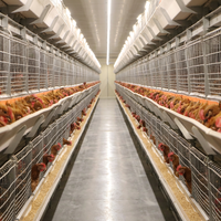 RAISETECH Cage à poules pondeuses de type H, système d'alimentation automatique et de collecte des œufs, nouvelle cage en acier galvanisé à chaud pour élevage avicole