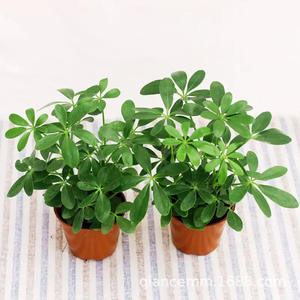 Eendenvoetboom Zevenbladige lotus Geluksboom Acht richtingen brengen rijkdom Potplant Kantoor Woonkamer Grote groene <span class=keywords><strong>plant</strong></span> - Product Image 5