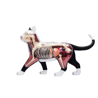 Modelo de Anatomía de Gato Simulado en PVC de 28 Piezas para Ciencias Médicas, Regalo para Niños, Recurso de Enseñanza, CE/ISO