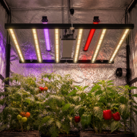 Barre de culture LED LUXINT personnalisable, lumière rouge lointain 730nm, UVA UVB, 4ft 50W, pour la stimulation du stress des plantes médicinales et la production de résine et de terpènes
