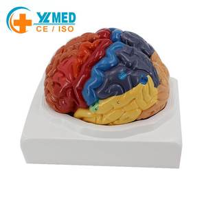 高品質PVC等身大人体臓器脳解剖模型 カラー区分脳模型 2分割 教材用 CE/ISO認証 - Product Image 1