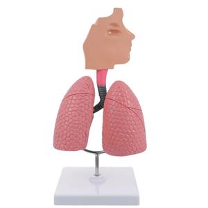 Anatomisches Modell der menschlichen Lunge für die medizinische Bildungs ressource für den <span class=keywords><strong>Asthma</strong></span> unterricht - Product Image 5