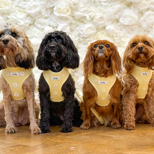 Arnés de Lujo para Perros SinSky Create, Collar de Adiestramiento para Perros con Logotipo y Correa, Arnés de Servicio para Perros - Product Image 6