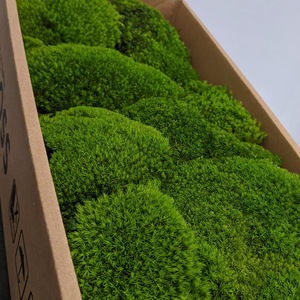 Long Last 5 Years Wall Design <strong>Moss</strong> Wall Real Natural Stabilized <strong>Moss</strong> Preserved Bun Pole <strong>Moss</strong> for Wall Arts and Landscape Craft - Product Image 4