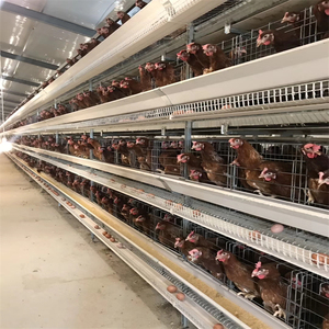 Bangyuan-Sistema de jaula para aves de corral, sistema de jaula con equipo automático - Product Image 1