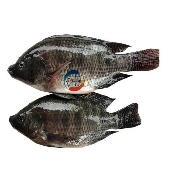 すべてのサイズ100-1000g600-800g200-1000gアップ800gアップ10 kg 4kgs ctn10lb40lbs冷凍魚ティラピア丸型冷凍ティラピア魚