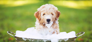 Barra de champú Natural para perros y mascotas, jabón de etiqueta privada antipicazón, Limpieza Profunda, protección de la piel - Product Image 5