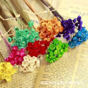 Fleurs séchées brésiliennes naturelles pas chères, mini marguerites séchées pour la fête des mères, la Saint-Valentin, Noël, préservation - Product Image 1