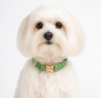 Collier pour chien personnalisé de luxe, tressé en macramé, en paracorde, fait main, en coton tissé, avec boucle gravée du nom