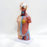 Modelo de Torso Humano de 45 cm y 23 Partes, Modelo Anatómico Masculino y Femenino para Enseñanza