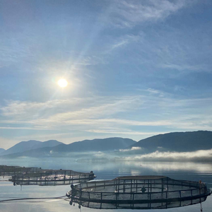 Gabbia di pesca Hdpe galleggiante gabbia di allevamento di pesci in mare profondo per acquacoltura del lago di Turkana Nile pesce persico costi delle gabbie di allevamento - Product Image 2