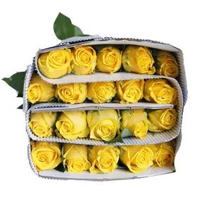 Yunnan Kunming Directly Yellow Rose Carnation Fresh Flower Fresh Cut Flower Supplier for Valentine Christmas Day