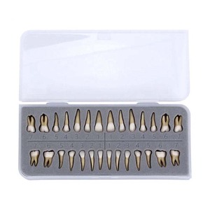 Modelo de Dientes Estándar de 28 Piezas para Enseñanza Dental, Comunicación con Pacientes, Educación y Herramientas Clínicas, Venta al Por Mayor de Fábrica - Product Image 1