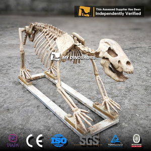 My Dino DS037 Science Education Life Size Fiberglass Animal <strong>Cave</strong> Bear Skeleton Model for Sale - Product Image 4