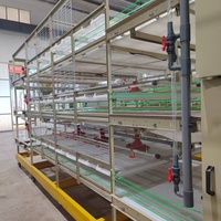 Système de cages à poulets de type H en acier galvanisé pour élevage avicole avec une longue durée de vie