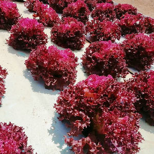 مصنع بسعر الجملة DWC Aquaponics XPS Tiled الزراعة طوف عائم في الدفيئة - Product Image 6