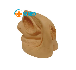 Model Pengajaran Medis Organ Kelamin Perempuan, Model Anatomi Sains Medis Internal dan Eksternal Kualitas Tinggi 21x11x15CM - Product Image 1