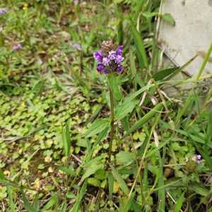 Nuova Erba Medicinale Cinese Prunella Vulgaris Essiccata, Frutto di Prunella Vulgaris per Guarigione Naturale delle Ferite - Product Image 6