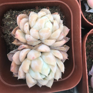 Suculentas Azules, <span class=keywords><strong>Echeveria</strong></span> de 2.8 Pulgadas, Planta de Interior, Venta al por Mayor para Viveros - Product Image 3