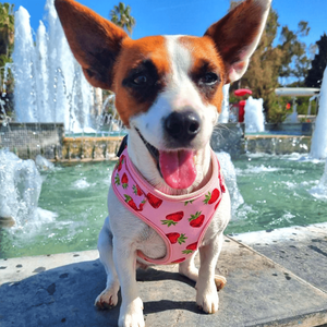 Escape Proof Strawberry Prin Pet <span class=keywords><strong>Harness</strong></span> Leash Bag Set Colete Ajustável Luxo Personalizado Sem Pull Dog <span class=keywords><strong>Cat</strong></span> <span class=keywords><strong>Harness</strong></span> - Product Image 6