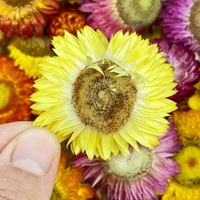 Thé de chrysanthème arc-en-ciel | Beaux pétales et teinte vive au parfum floral naturel