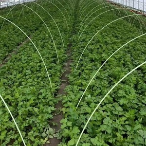 Haoli 중국 공장 직접 고체 유리 섬유 막대 4mm-12.7mm FRP로드 건설 섬유 유리 스틱 섬유 유리 막대 섬유봉 - Product Image 5