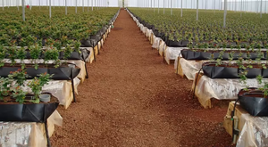 Modern Simple Square <strong>Planting</strong> <strong>Trough</strong> for Herbs Vegetables Organic Greens Compact Soilless Cultivation for Indoor Farmhouse - Product Image 4