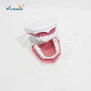 Modèle de démonstration de brossage dentaire <span class=keywords><strong>humain</strong></span> 2X agrandi, modèle de prothèse standard pour l'équipement pédagogique scolaire en matière buccale CE ISO RoHS - Product Image 6
