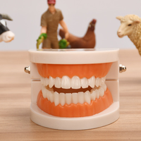 Appareil médical pour la décoration des dents, petit outil d'hygiène dentaire, modèle éducatif,