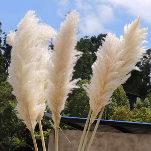 Prezzo di fabbrica grande decorativo soffice alto Pompas erba <span class=keywords><strong>per</strong></span> il vaso da tavolo 2025 la vendita calda erba di pampa <span class=keywords><strong>per</strong></span> la decorazione del partito di famiglia - Product Image 5