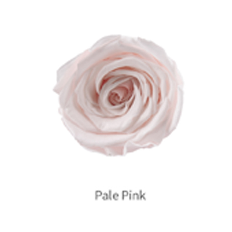 สีชมพูอ่อนเกรด B 8ดอก